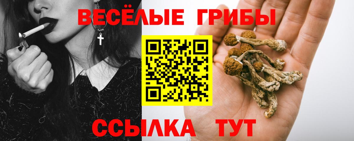 Гай  Псилоцибиновые грибы Psilocybine cubensis  Вход с VPN 